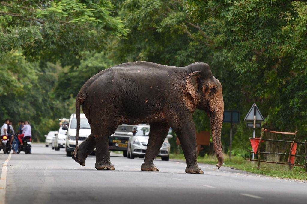 Commuters watch a wild elephant crossing a highway