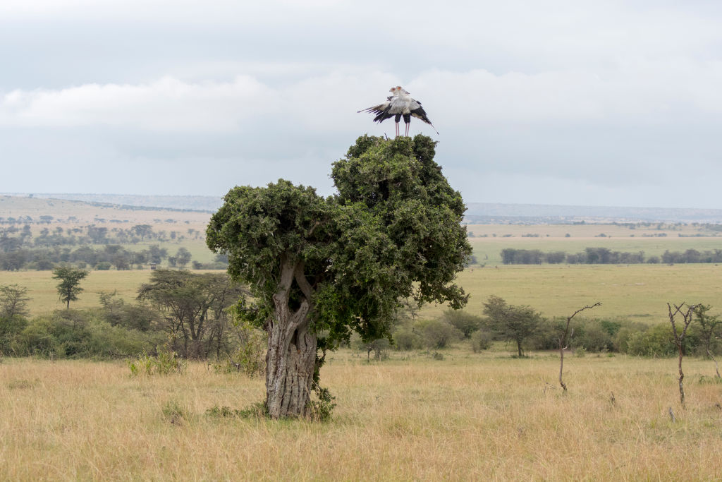 A secretary bird (Sagittarius serpentarius) couple is building a nest in a tree