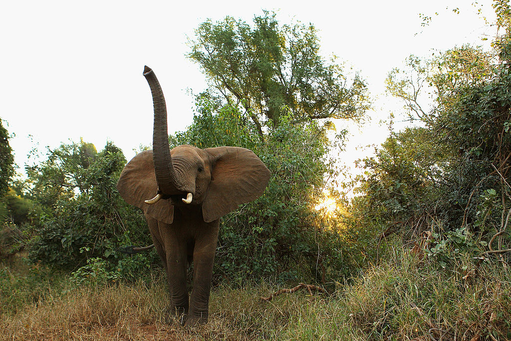  A young male elephant trumpets