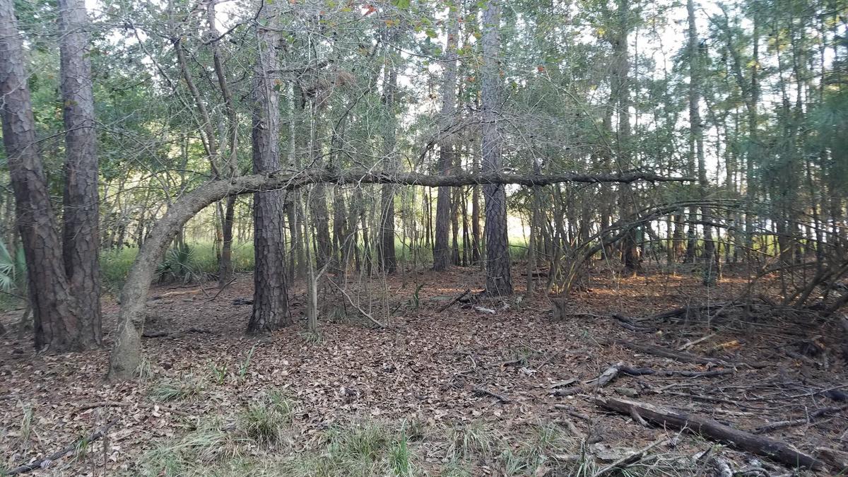 tree that has started to grow horizontally