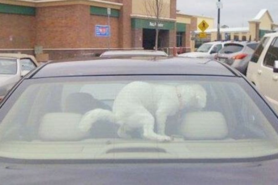 dog squatting in a car after being left in a car