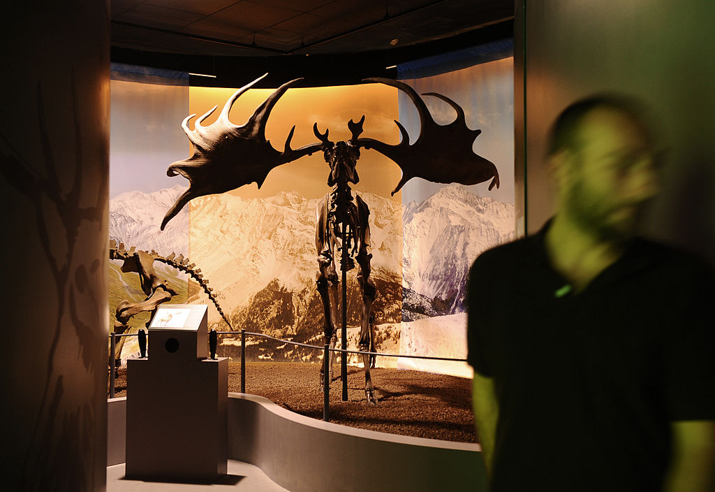 a model of a pre-historic moose on display