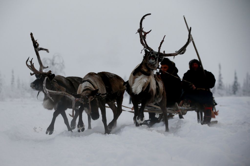 reindeer in the snow