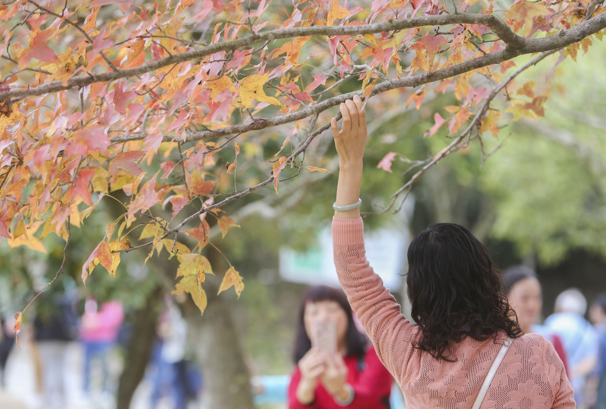 sweet gum tree - 1093170124 Woman reaches up to touch a sweet gum tree.
