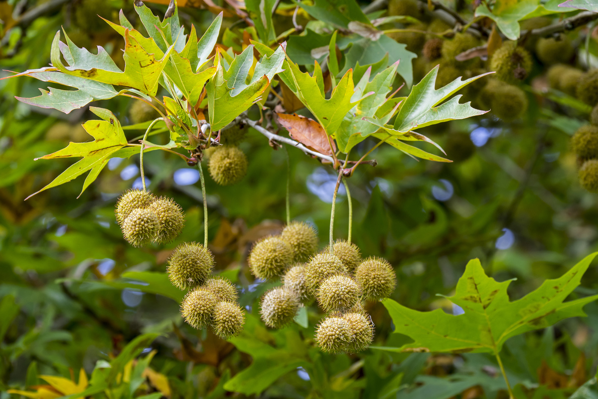 old world sycamore - 1141721500 Spiky seeds hang from an old world sycamore.