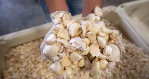 29 Of The Best Foods That Can Prevent Cancer (Cancer-Fighting Foods To Add To Your Diet)