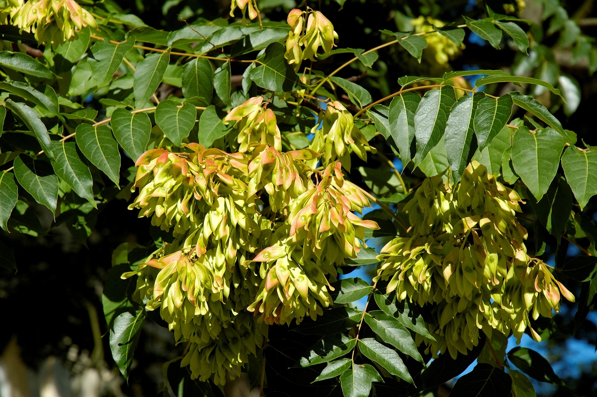 tree of heaven - 1162369773 Close-up shows the leaves of the tree of heaven.