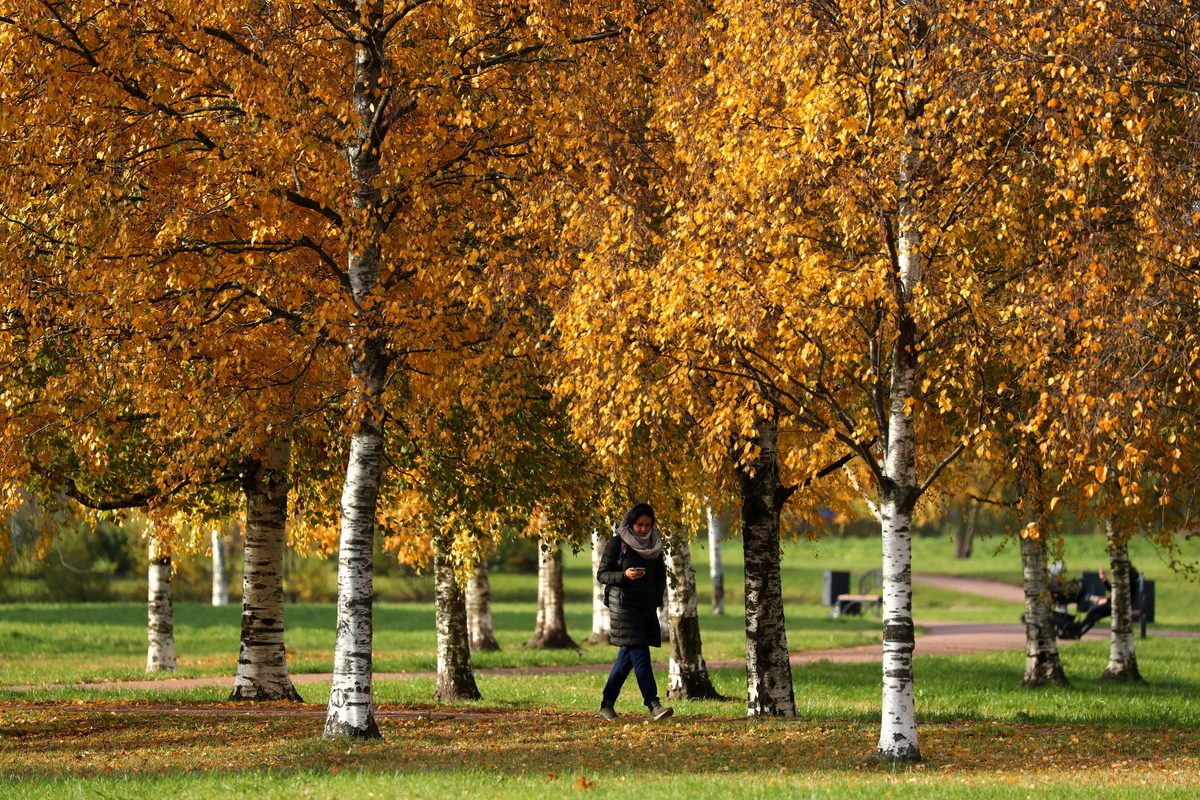 birch trees - 1176007201 People walk around birch trees in a park in St Petersburg.