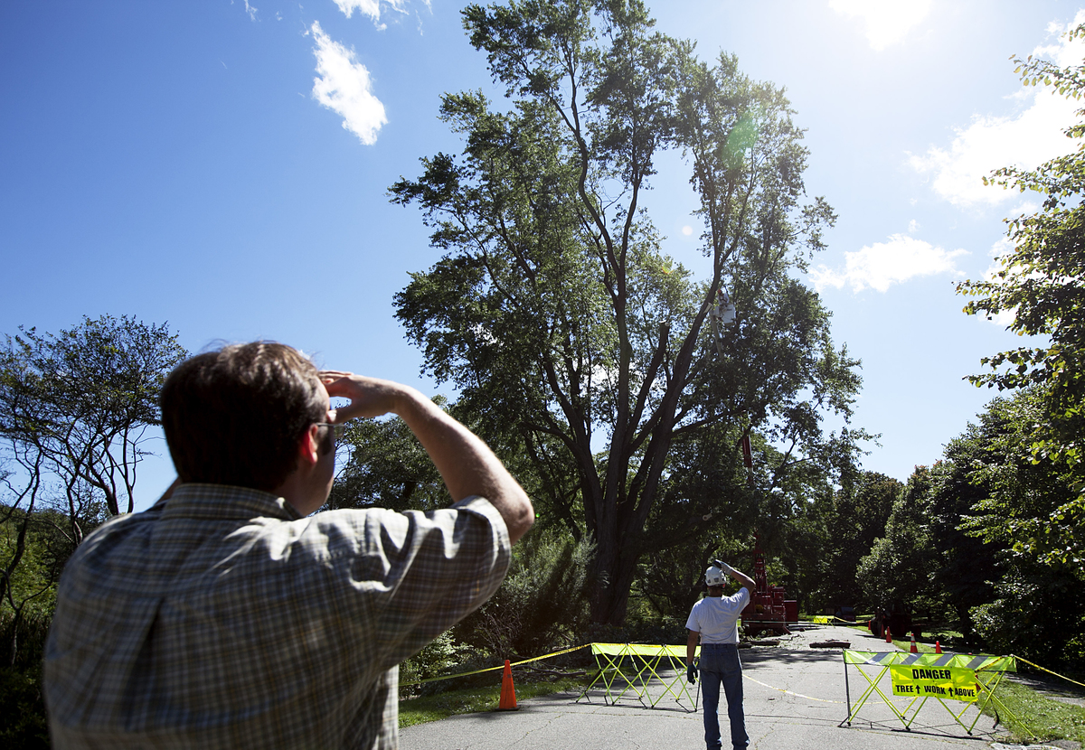 looking at a silver maple - 124854964 Men watch as a silver maple tree has one of its leaders trimmed after it was damaged in Tropical Storm Irene.