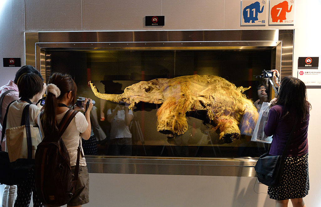 a mammoth found frozen with its brain intact