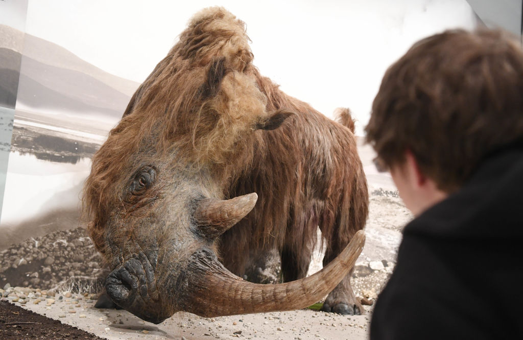 a woolly rhinoceros