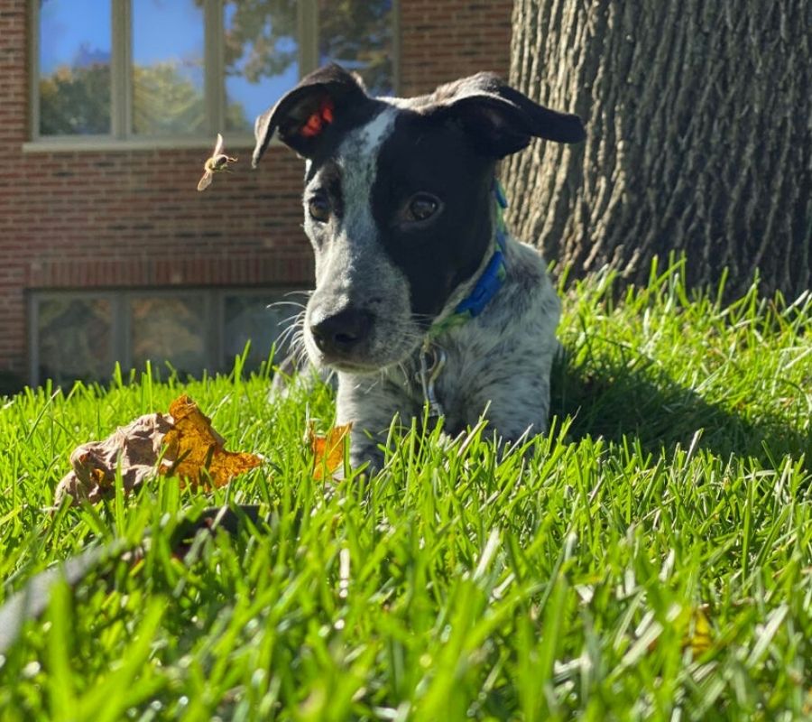 bee a dog and bee