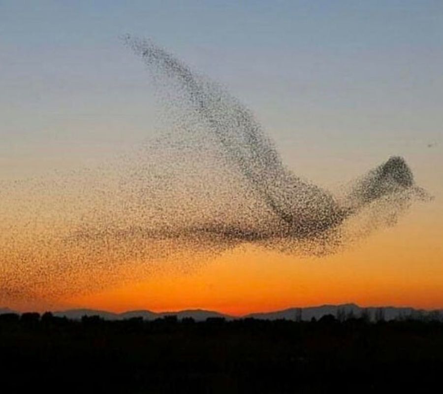 bird  birds flying in the shape of a bird