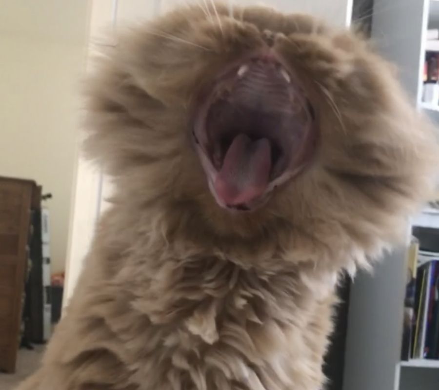 yawn  cat yawning