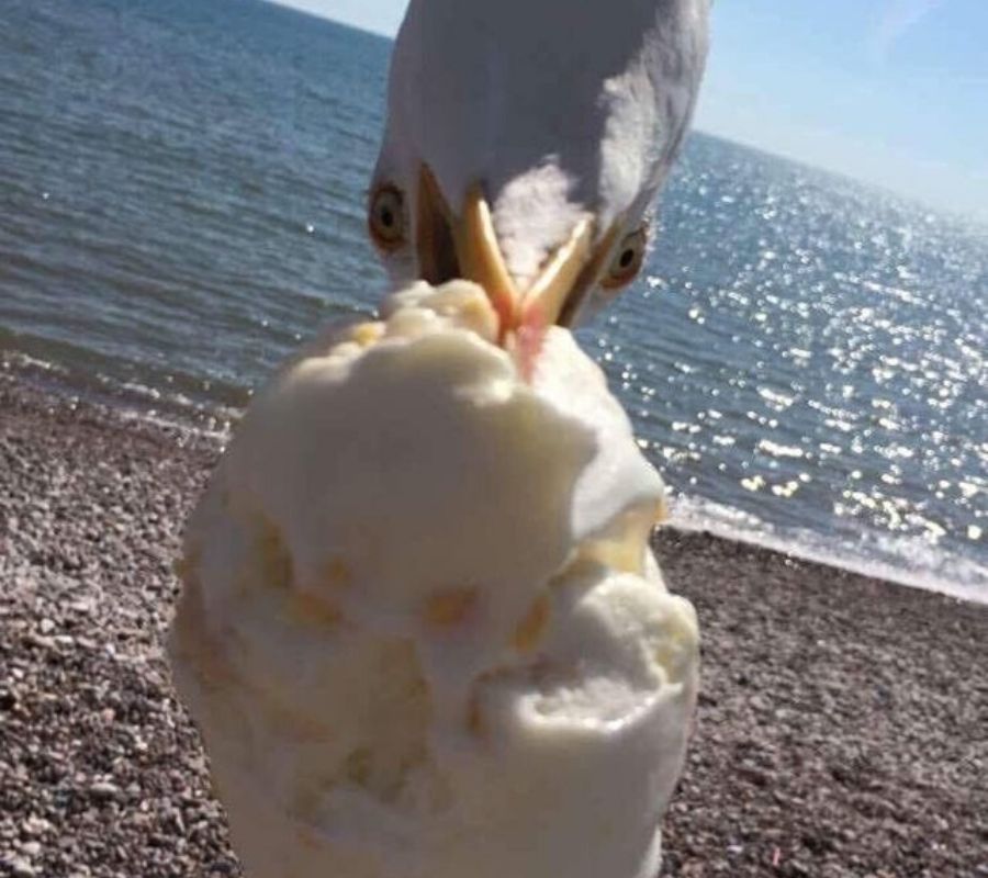 ice cream a seagull eating someone's ice cream