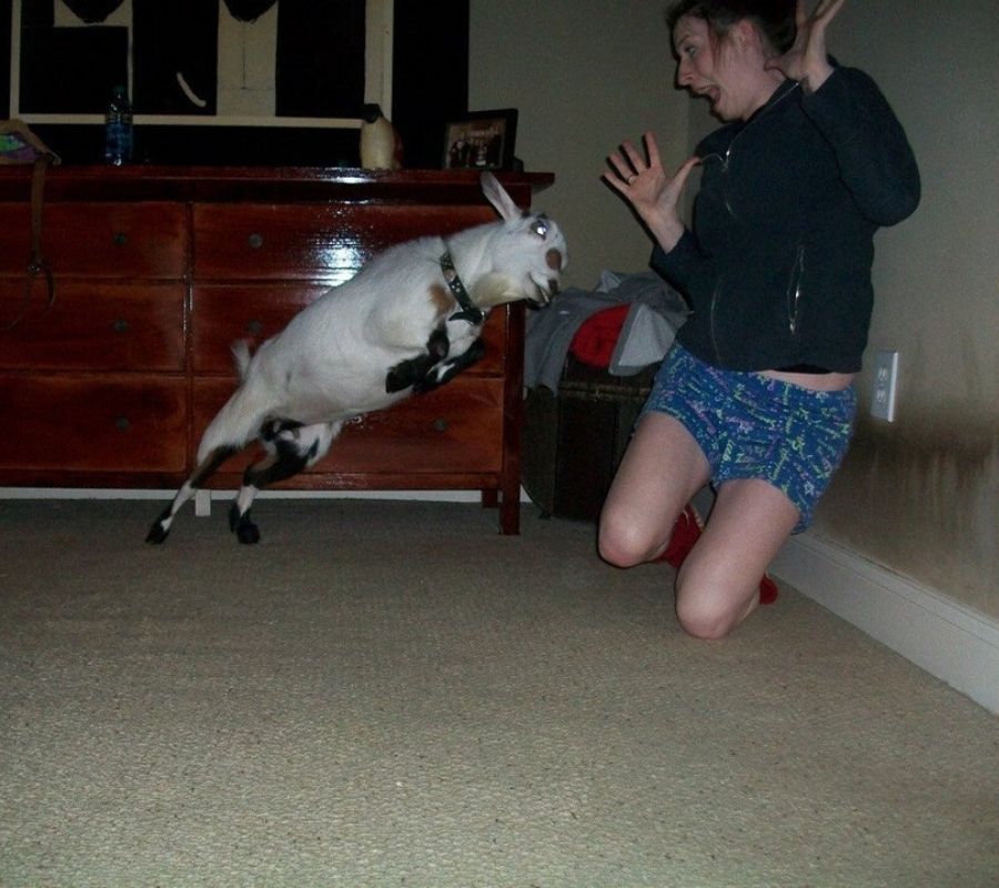 goat  a goat charging at a girl