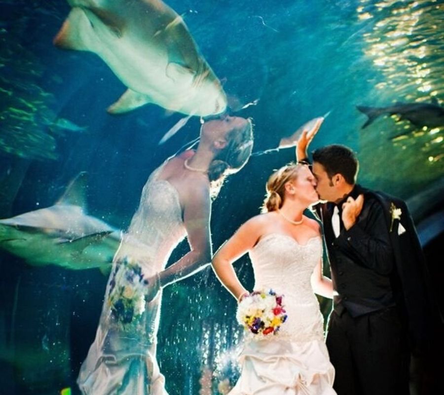 kiss the reflection of a bride makes it look like she is kissing a shark
