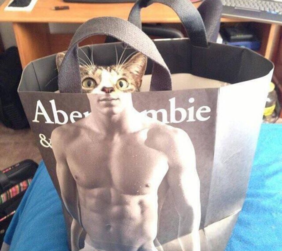 cat a cat peaking over a bag makes it look like he has a muscular body