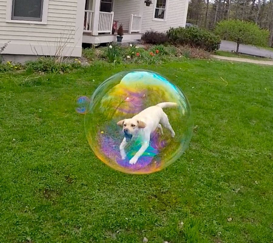 bubble a dog looks like it's trapped in a bubble