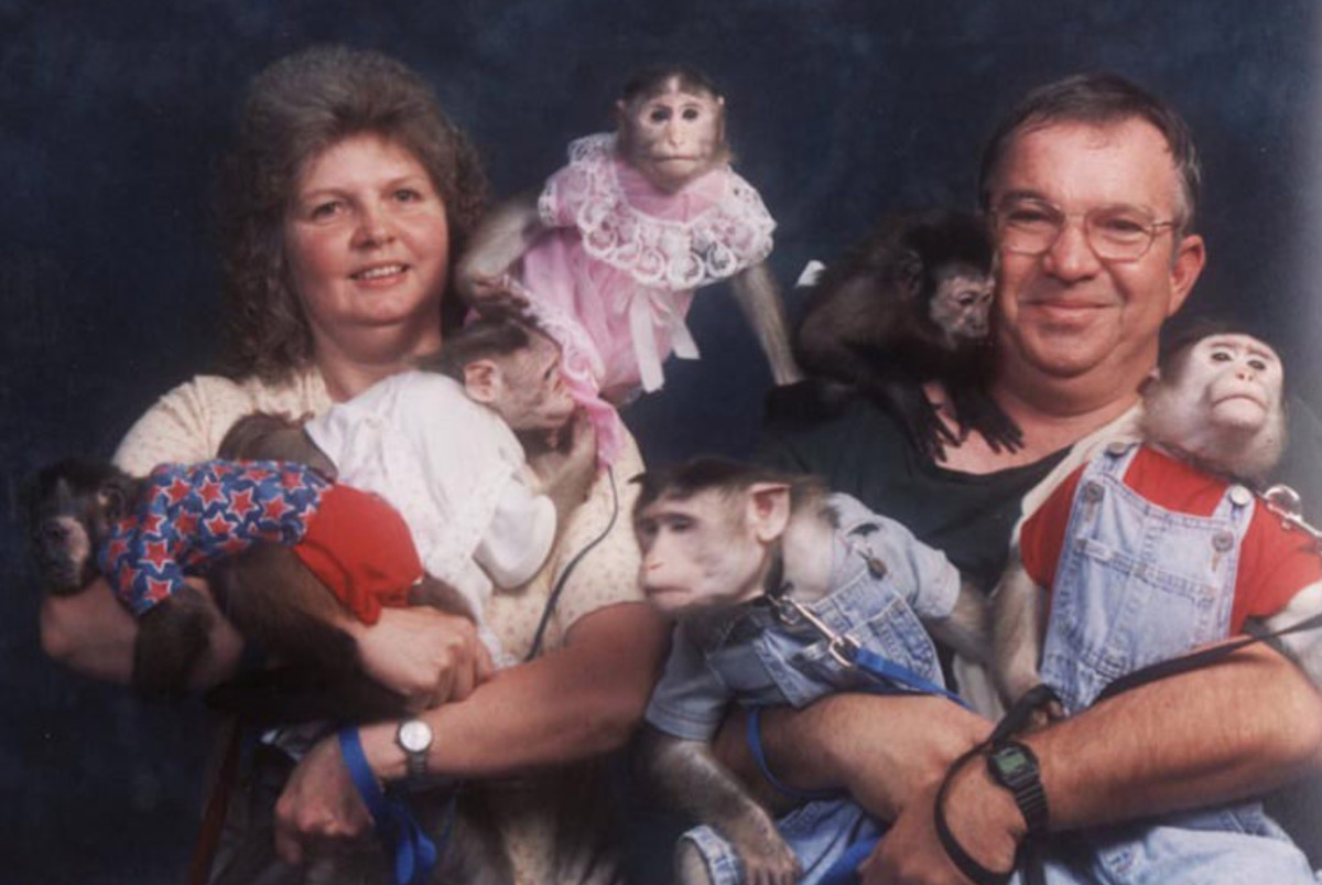 monkeys photo has multiple monkeys dressed in human clothes with couple