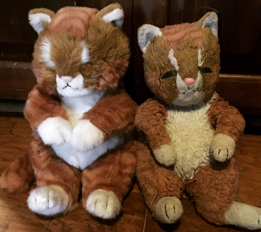 two versions of the same cat, one is just older