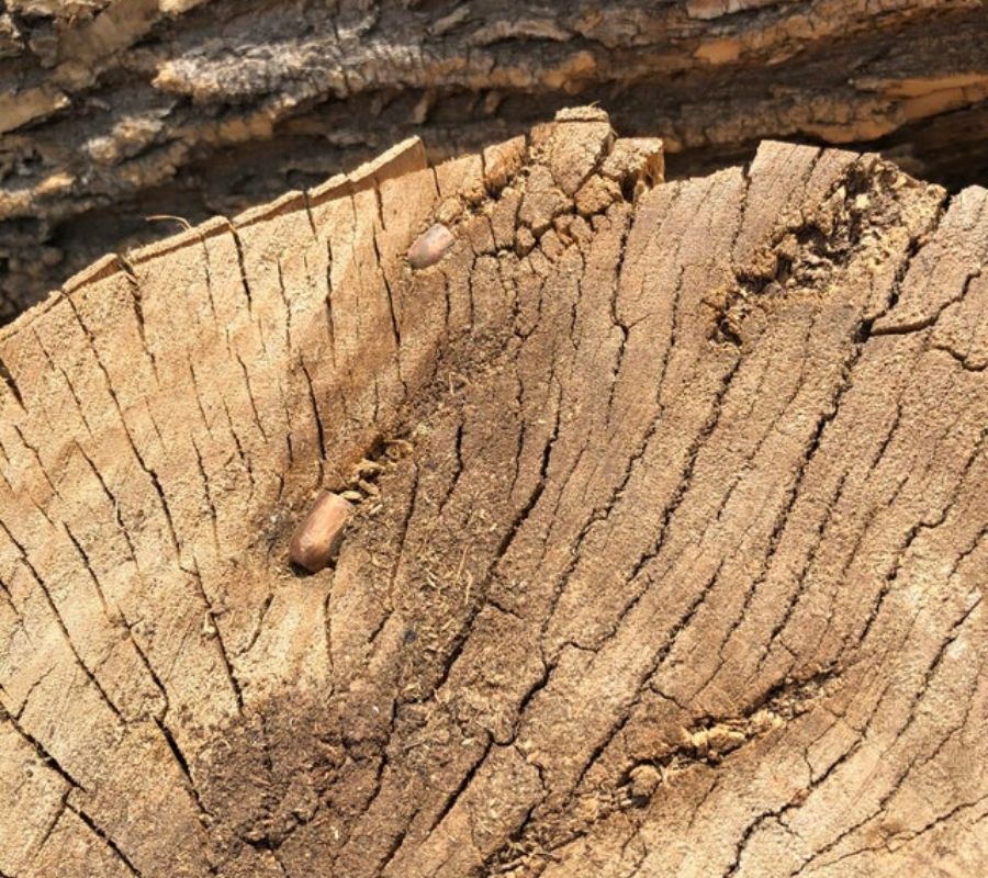 bullets trapped in a tree, the tree kept growing