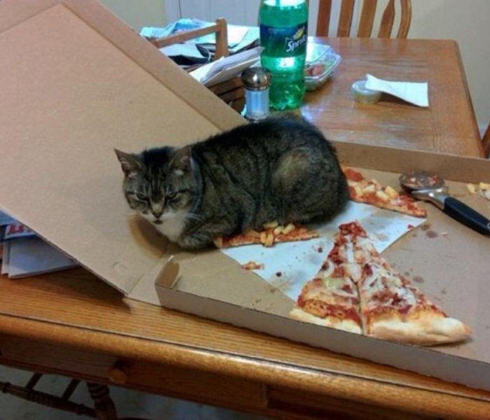 pizza cat sitting on slices