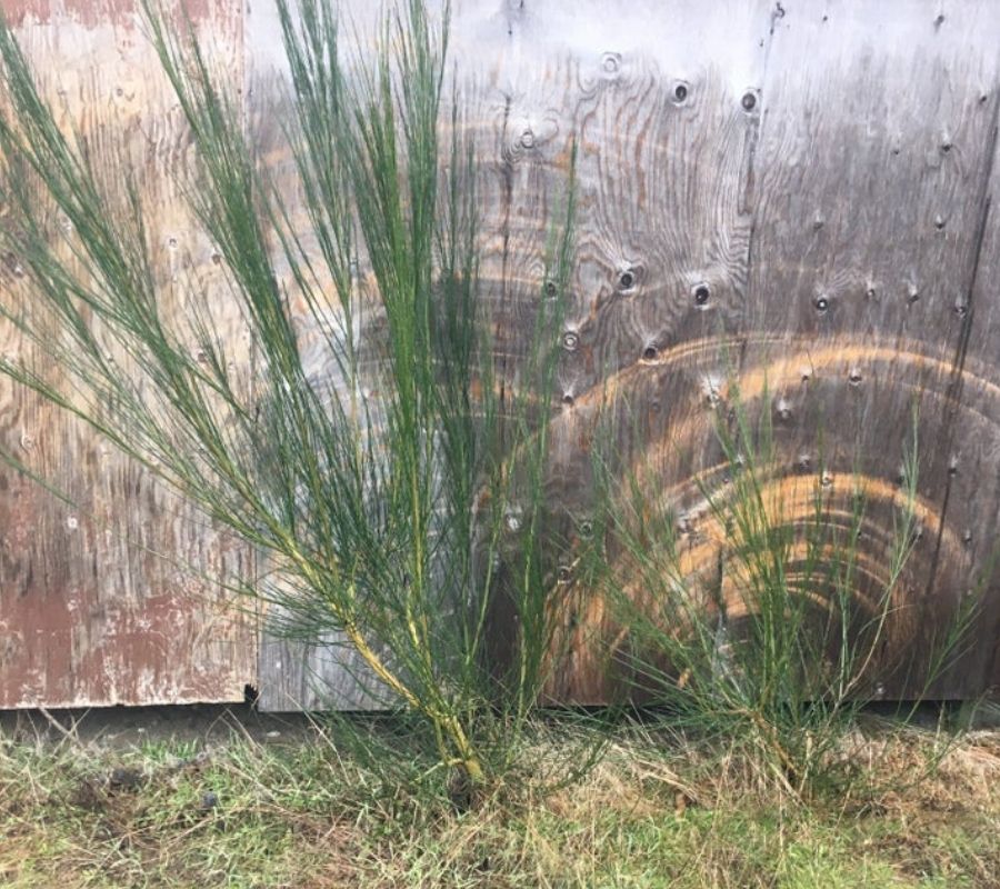 plants leaving marks on a fence 