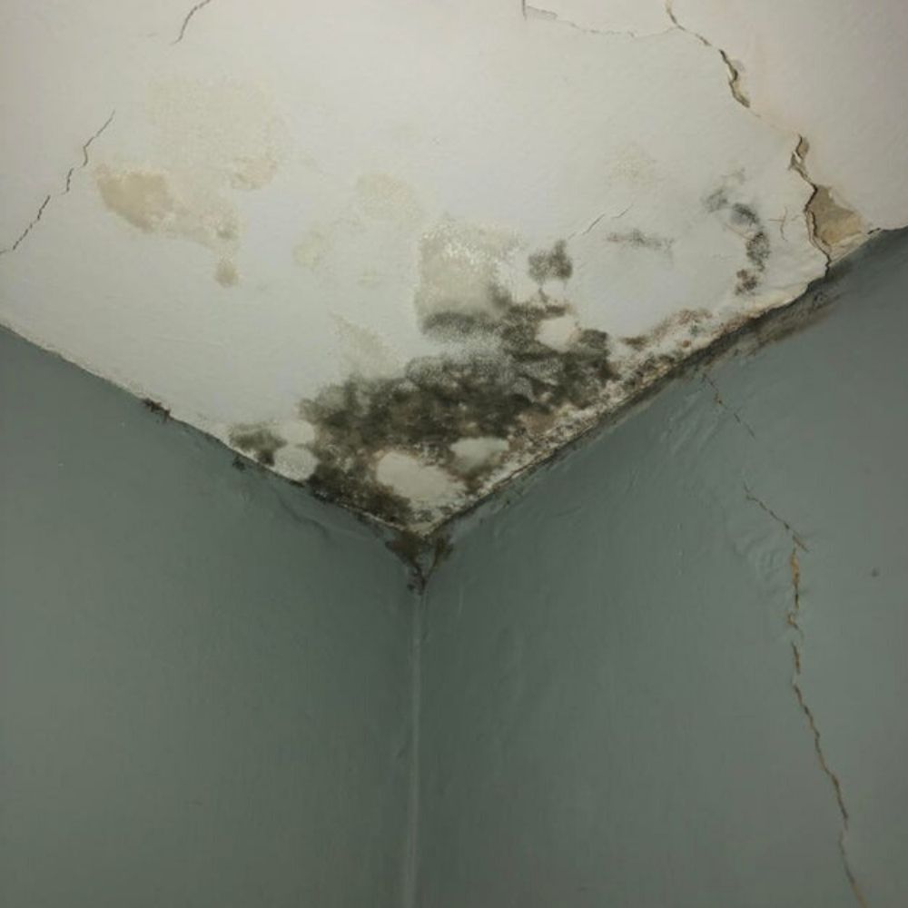 black mold black mold in the ceiling