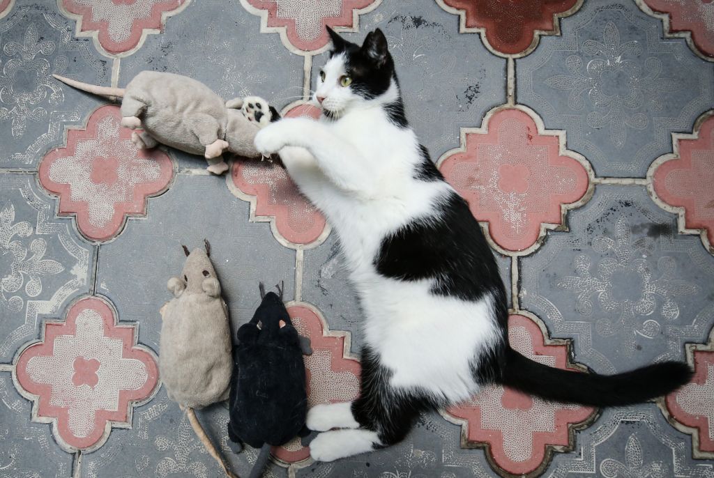 A cat is playing with mouse toys 
