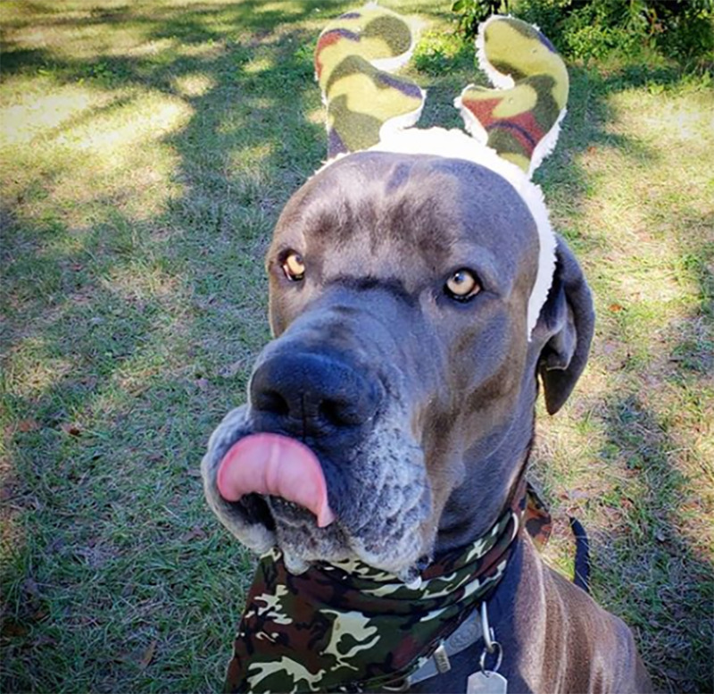 A Great Dane wears a reindeer headband the color of military attire and a camo bandana around its neck.