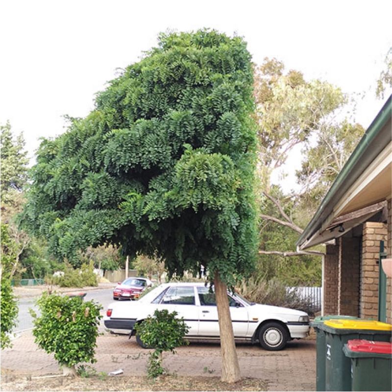 half a tree half a tree because of the landlord