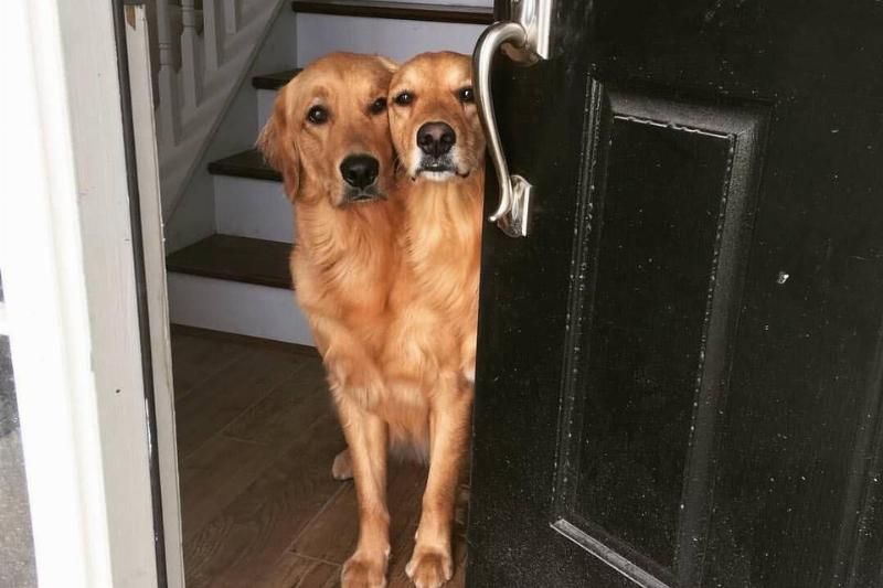 two dogs that look like one dog with two heads