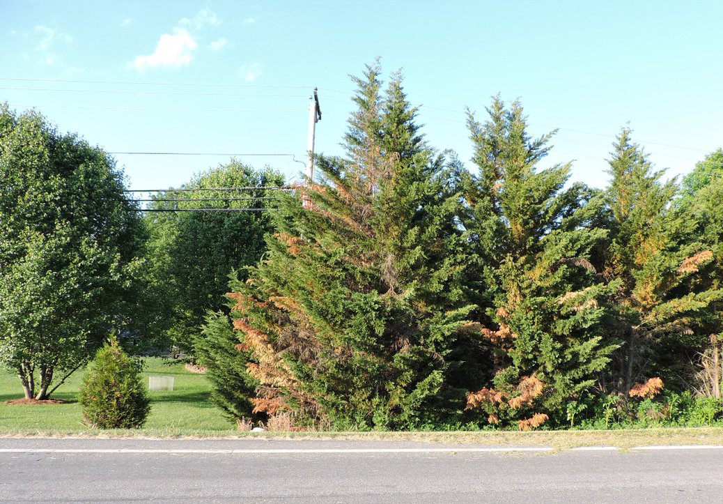 Leyland cypresses line a road.