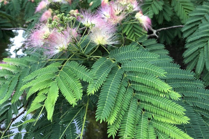 mimosa tree A mimosa tree blooms pink flowers.