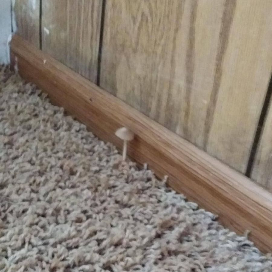 mushroom carpet mushroom growing through the carpet