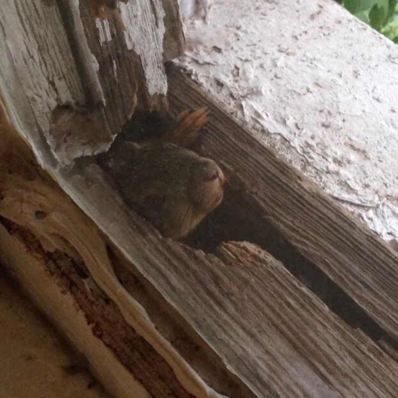 new roommate new roommate squirrel