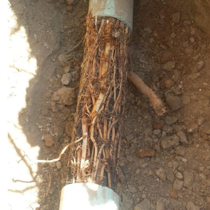 pipe issues pipe issues with the tree roots