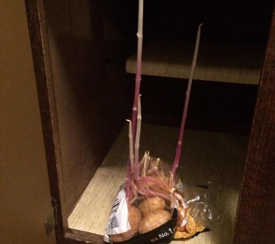 a bag of potatoes that started growing
