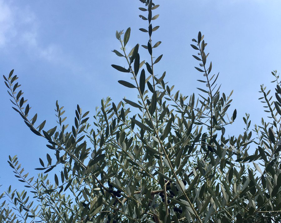 Branches of a Russian olive tree stand out against the sky.