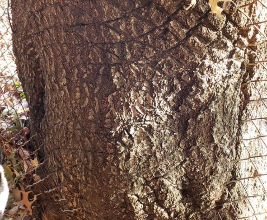 tree that has grown through chain link fence