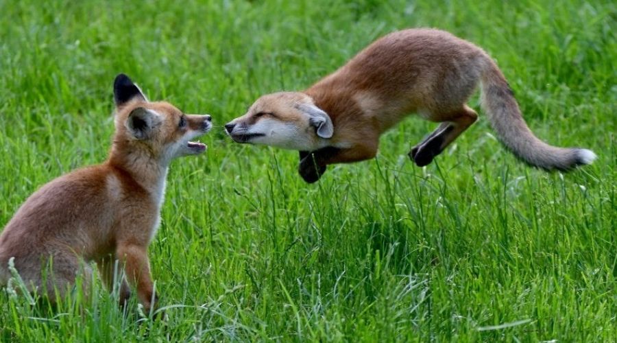 fox a fox mid jump