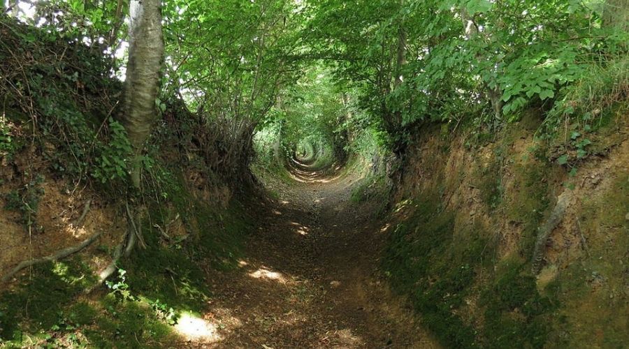 a well worn trail in a forest 