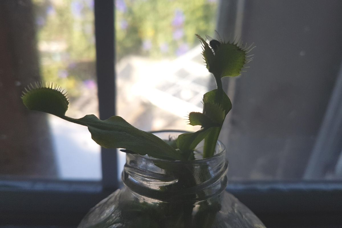 venus fly trap venus fly trap to fix a housefly infestation