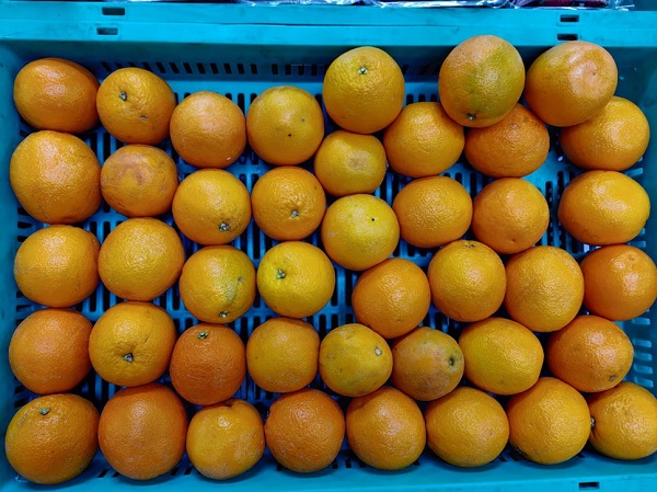 11 Alimentos Diabéticos 13 11 Alimentos Diabéticos 13