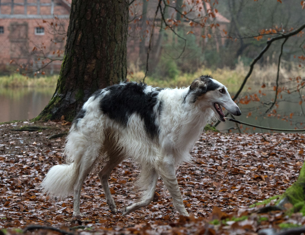 Borzois Are Fast And Yet Silent 