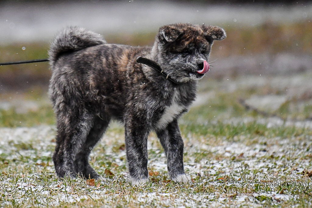 Akitas Are Symbols For Everything You Want In A Home