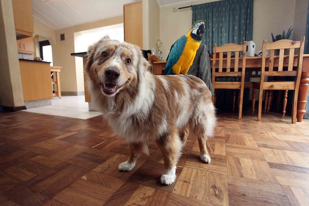 Australian Shepherds Are Velcro Dogs