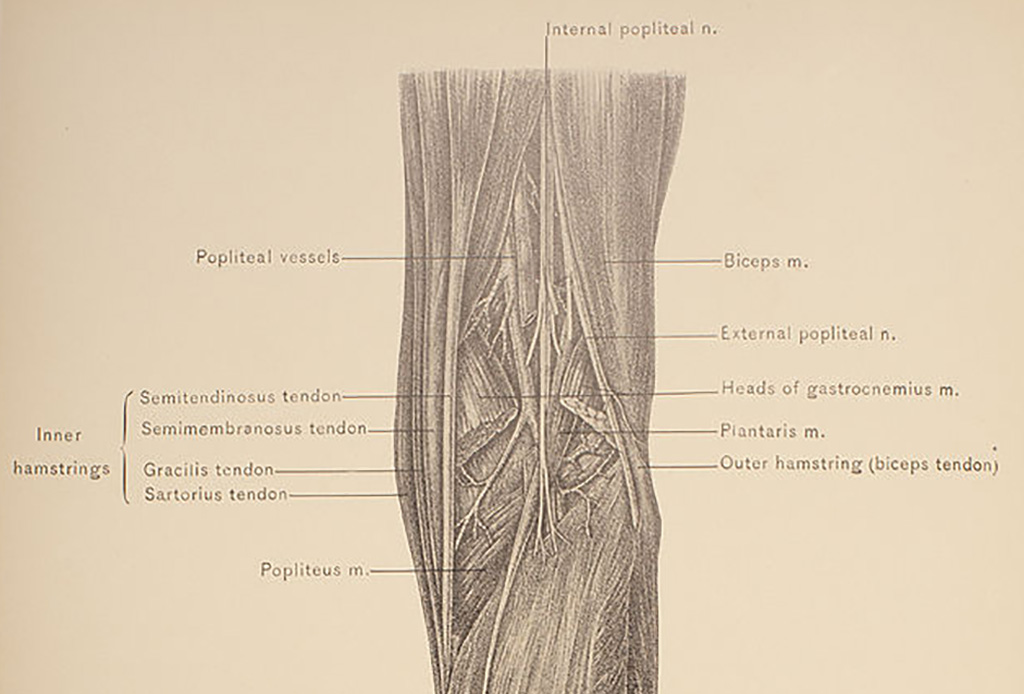 Useless Muscle -148364116 Diagram of leg muscle