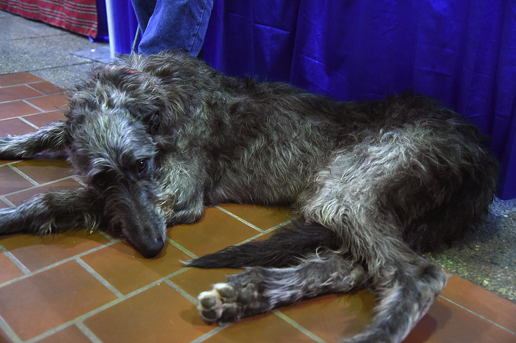 Scottish Deerhounds Love Long Walks And Naps